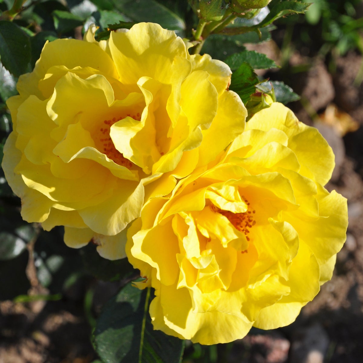 floribundaros Friesia®