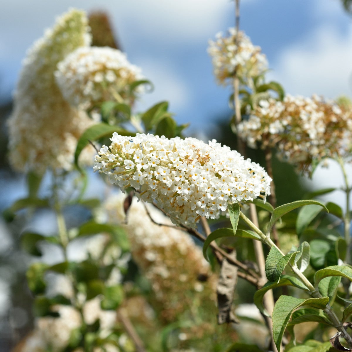 syrenbuddleja 'White Profusion'