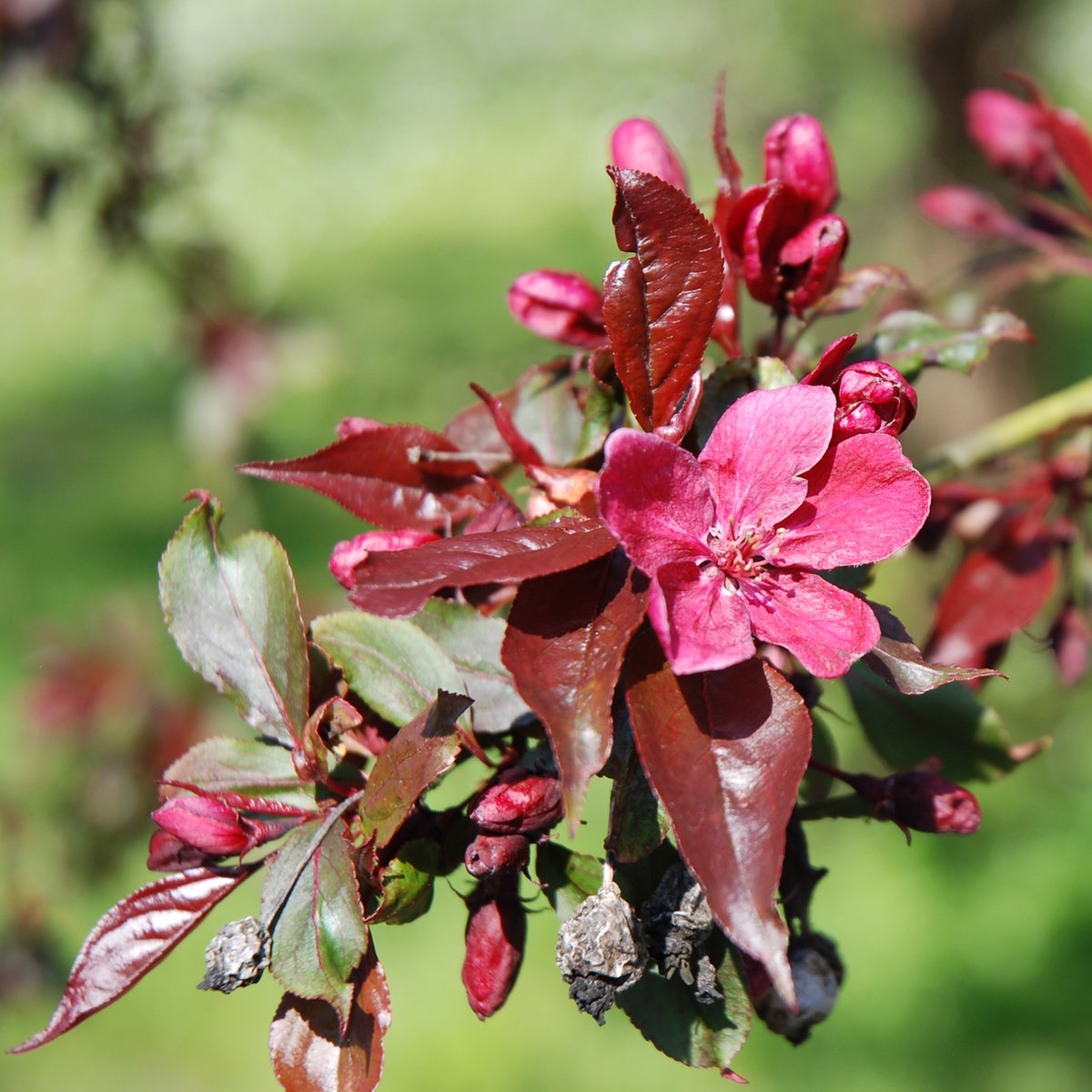 purpurapel 'Royalty'