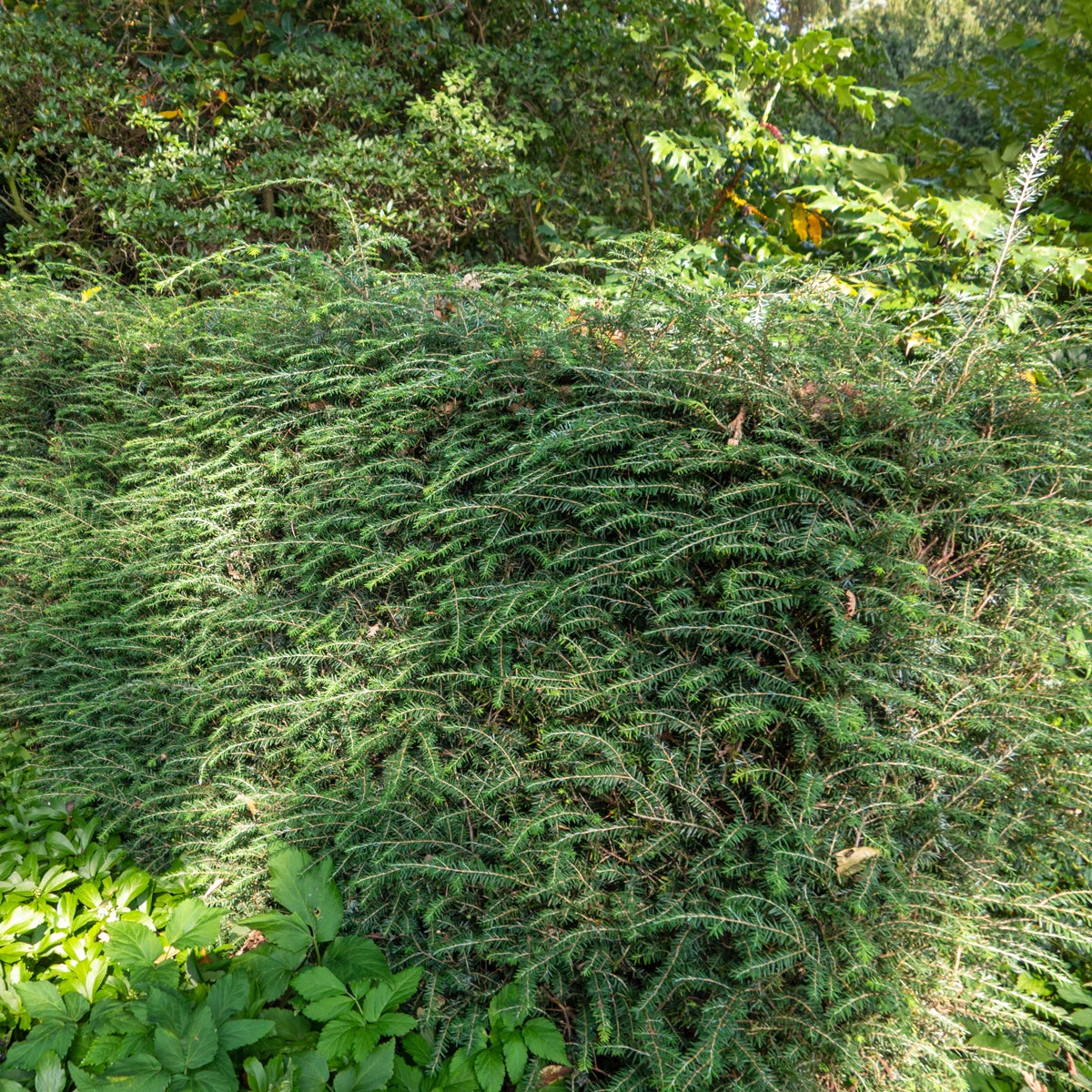 hemlock