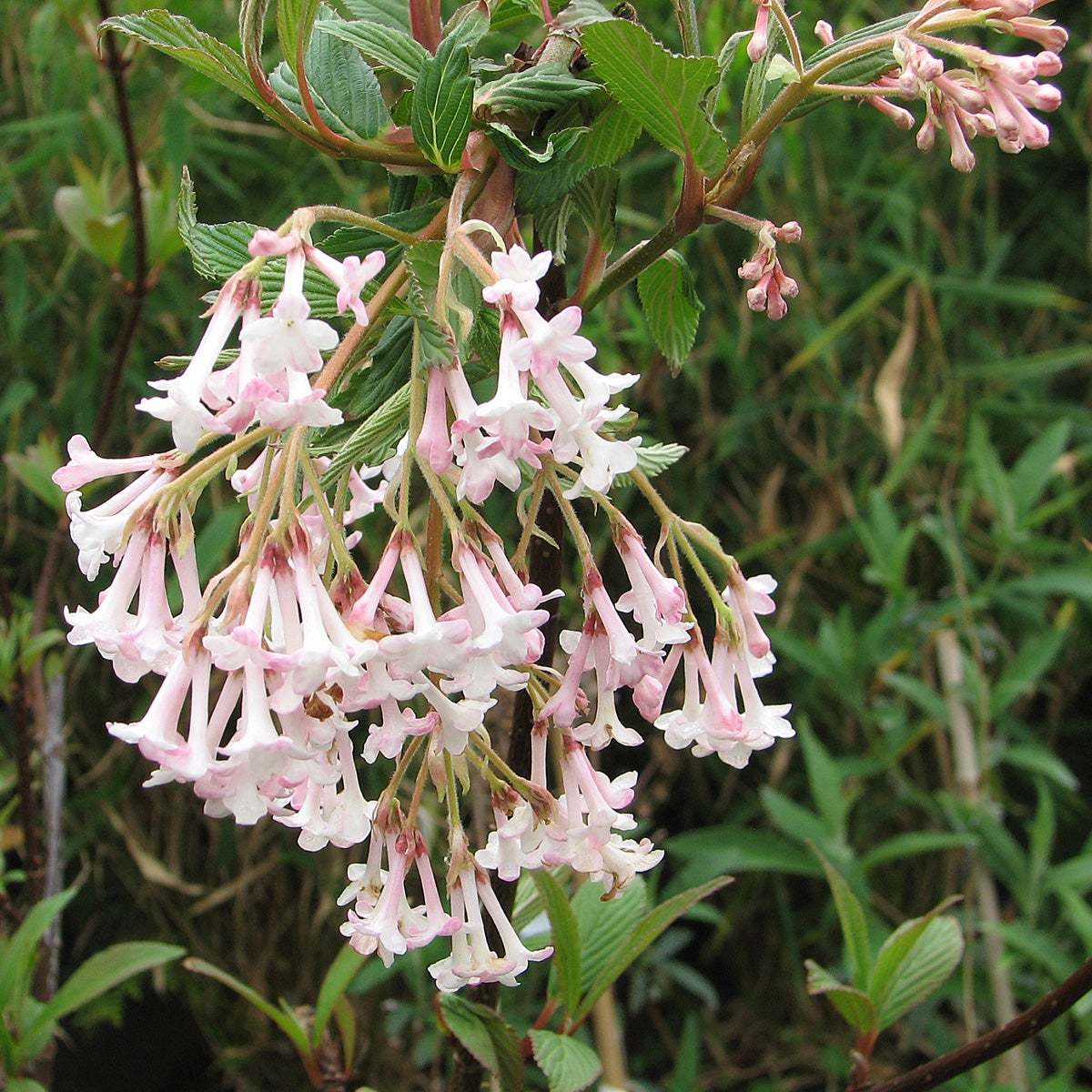 hybridkejsarolvon 'Charles Lamont'