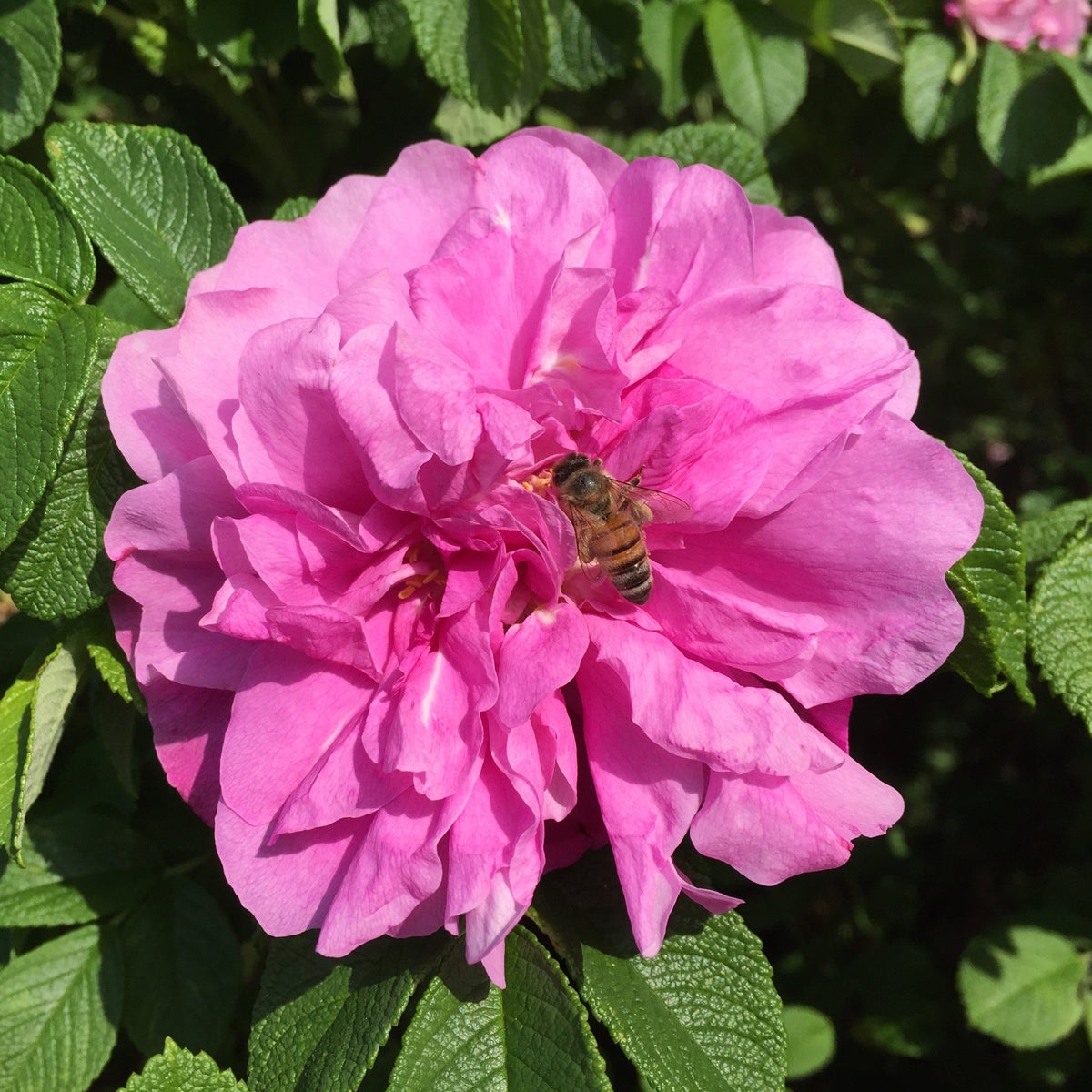 rugosa-ros 'Gryts Bruk'