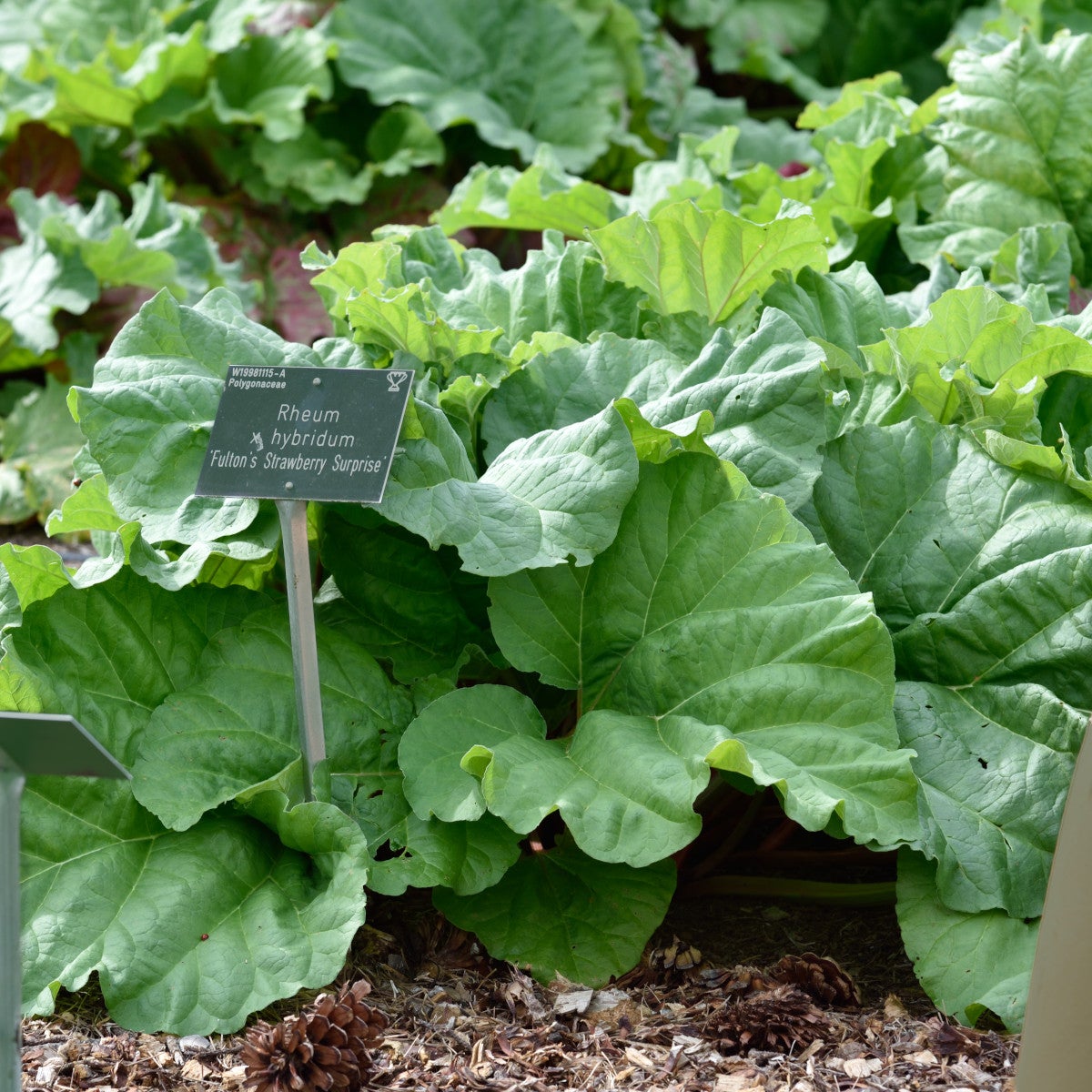 rabarber 'Fulton's Strawberry Surprise'