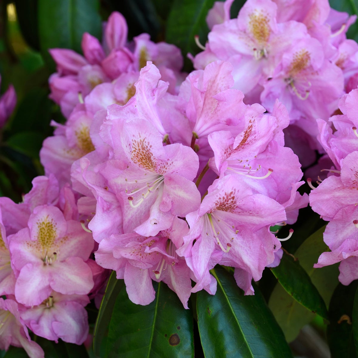 fortunei-rododendron 'Scintillation'