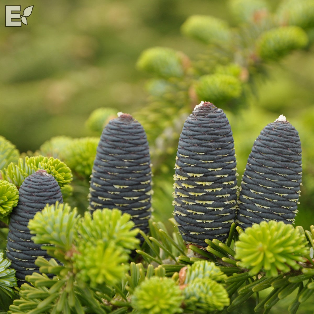 koreagran fk Ultuna E