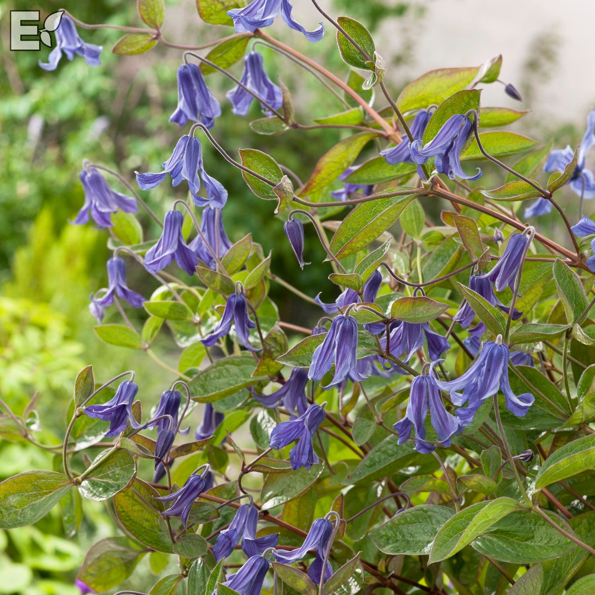 integrifolia-klematis Hedda® E
