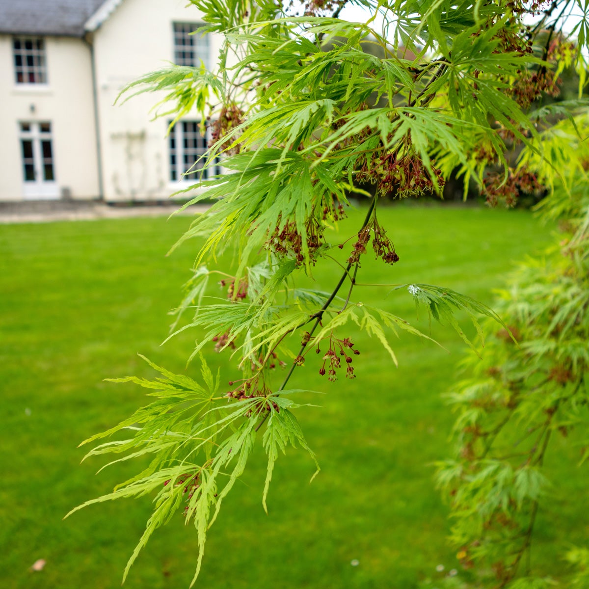 flikbladig japanlönn 'Dissectum'