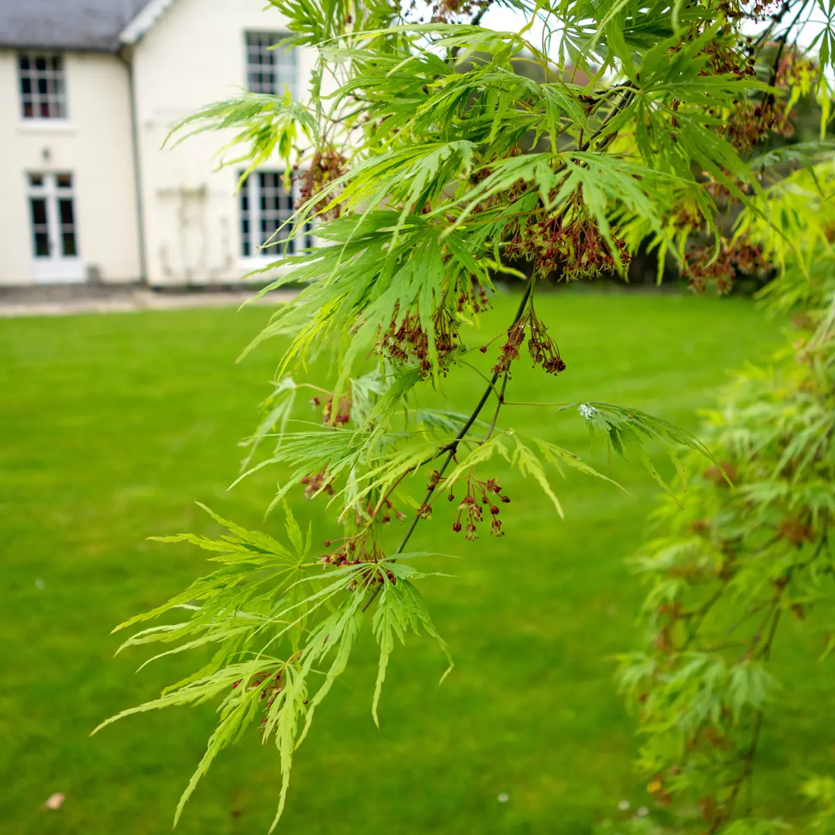 flikbladig japanlönn 'Dissectum'