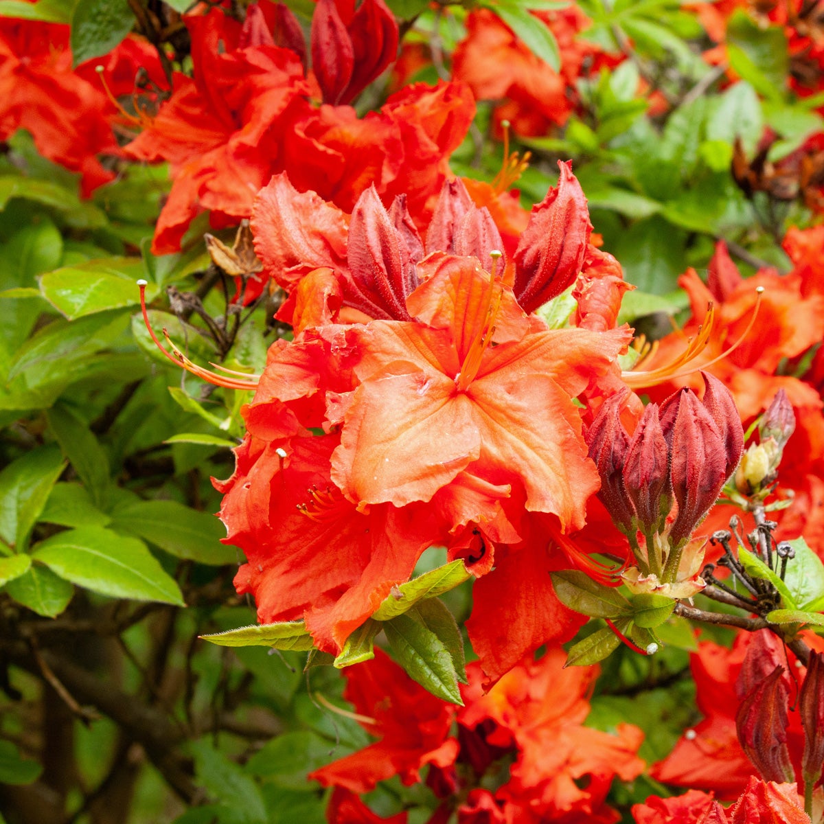 trädgårdsazalea 'Hotspur Red'