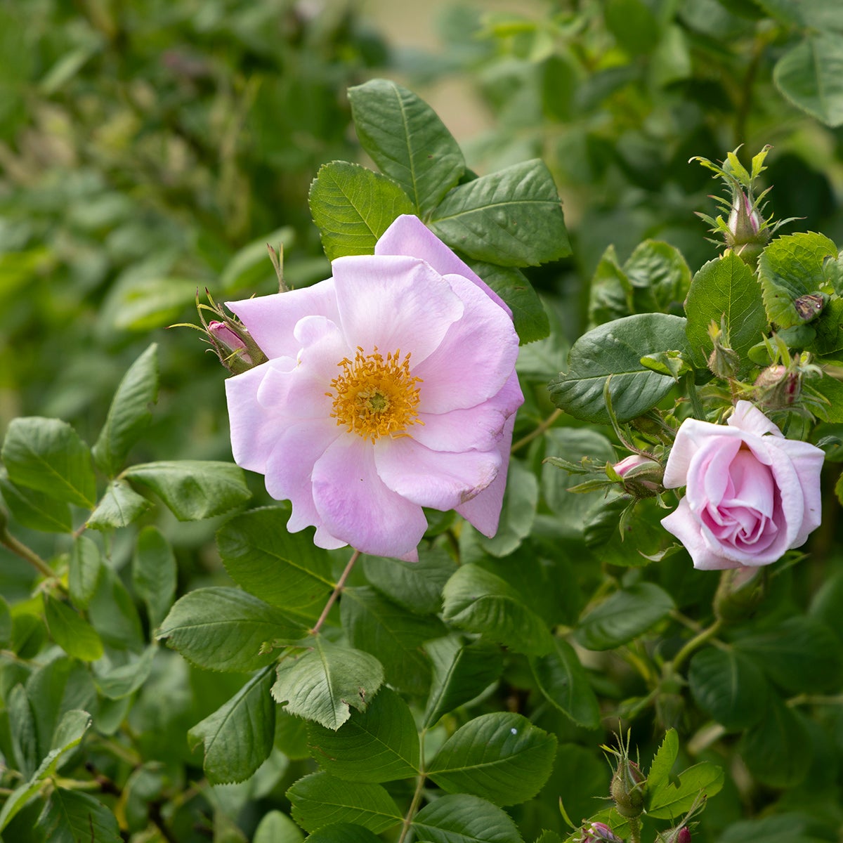 damascenerros 'Svea'