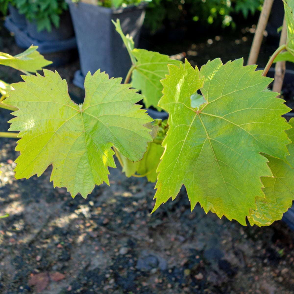 vin 'Glorie Boskoop'