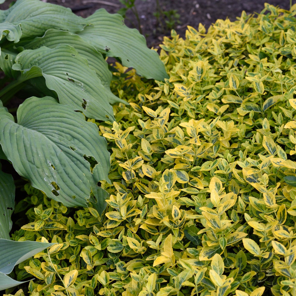 klätterbenved 'Emerald'n Gold'