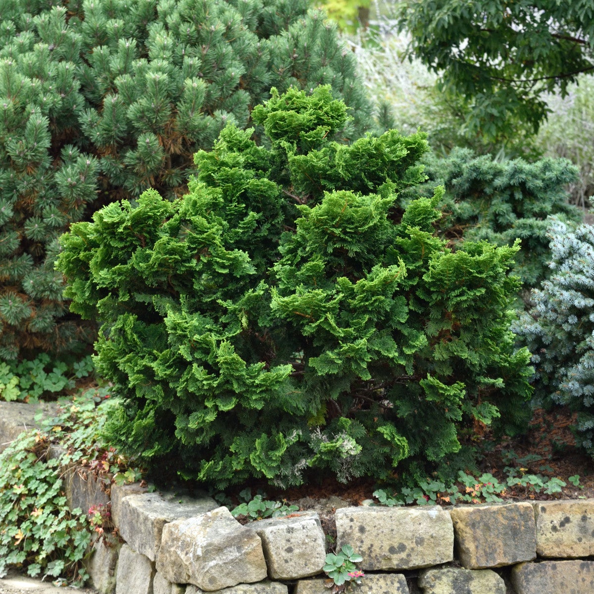 japansk ädelcypress 'Nana Gracilis'