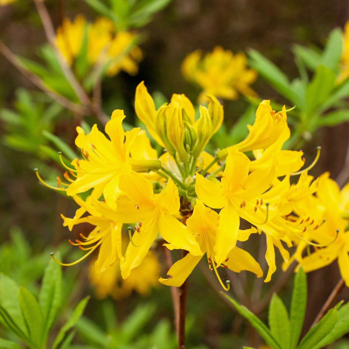 ghentazalea 'Nancy Waterer'