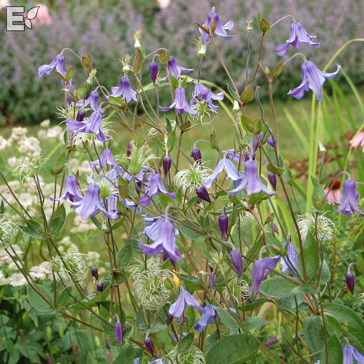 integrifolia-klematis Hedda® E
