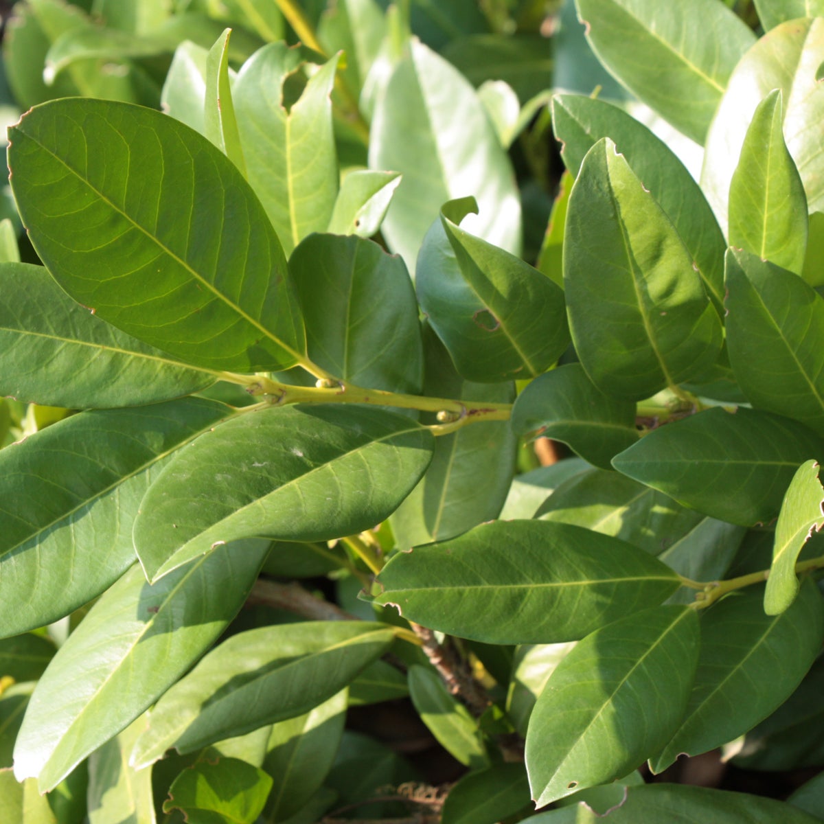 lagerhägg 'Cherry Brandy'