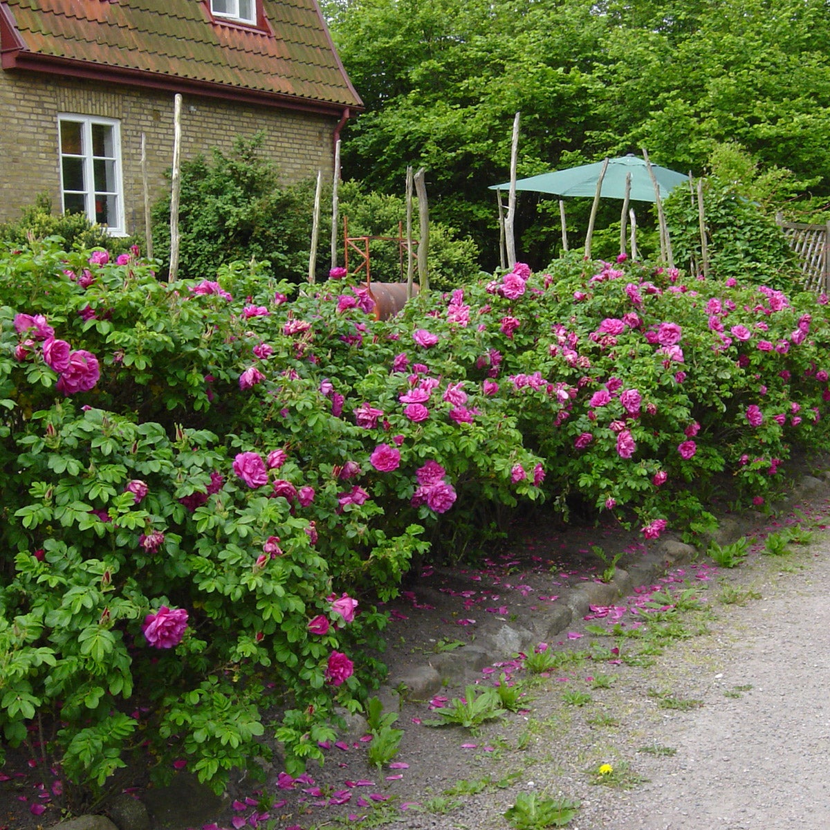 rugosa-ros 'Hansa'