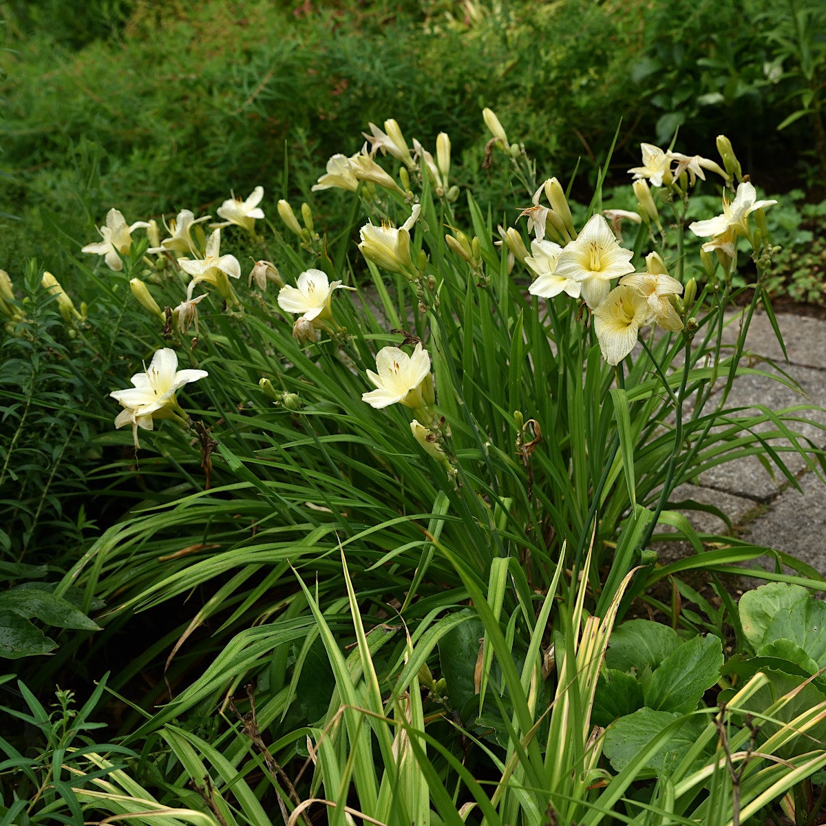 daglilja 'Joan Senior'