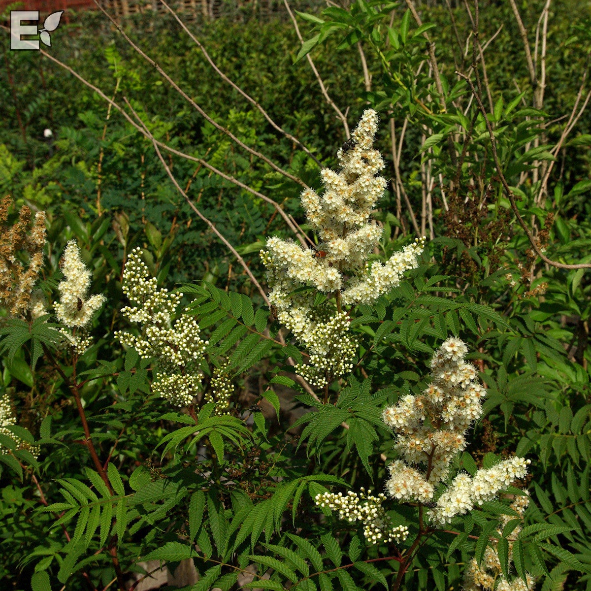 rönnspirea 'Pia' E