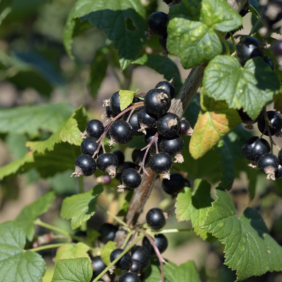 svarta vinbär 'Risarp'