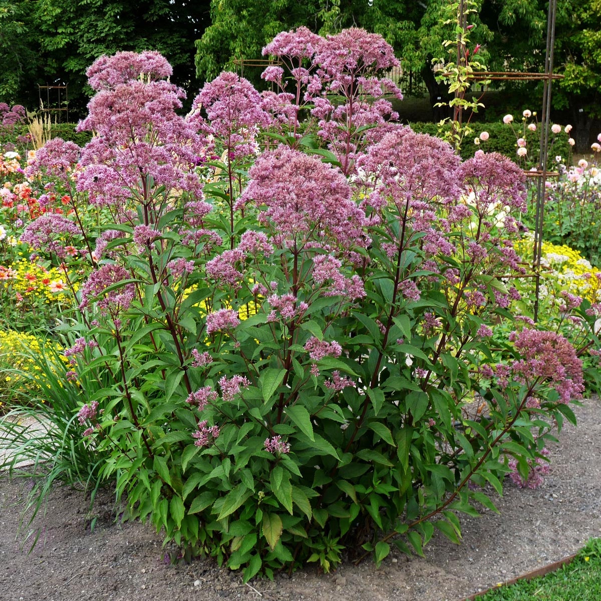 fläckflockel 'Atropurpureum'