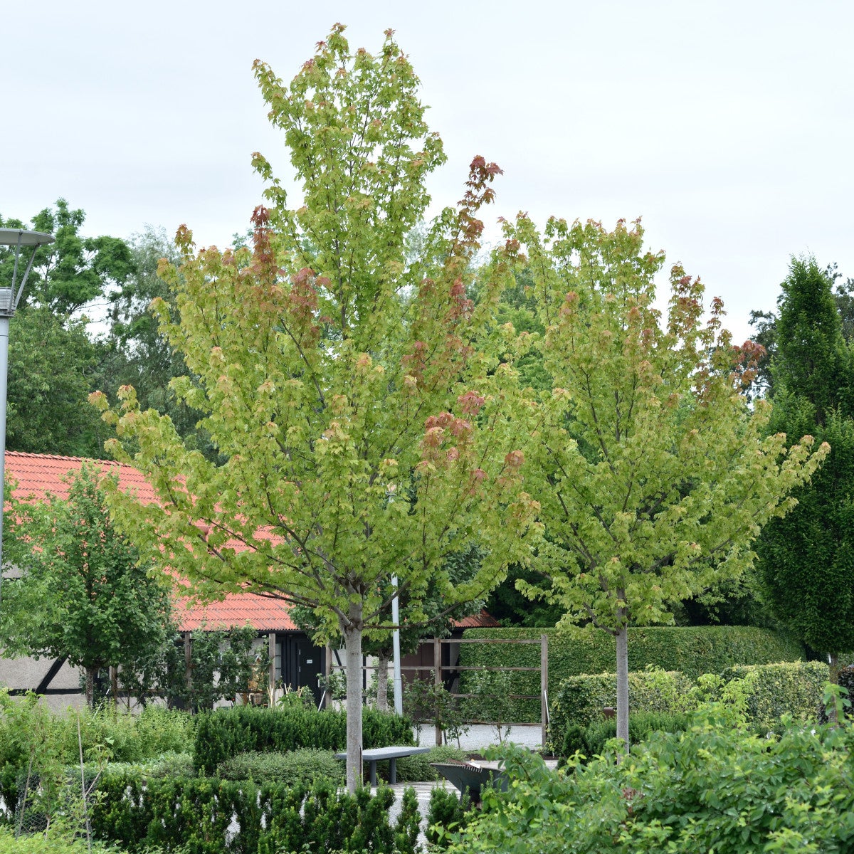 freemanlönn Autumn Blaze