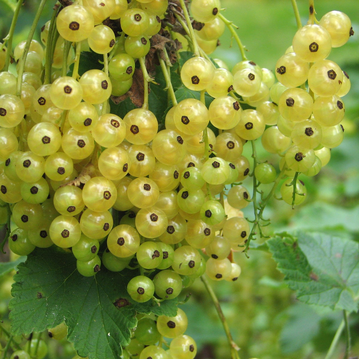 vita vinbär 'Gullan'