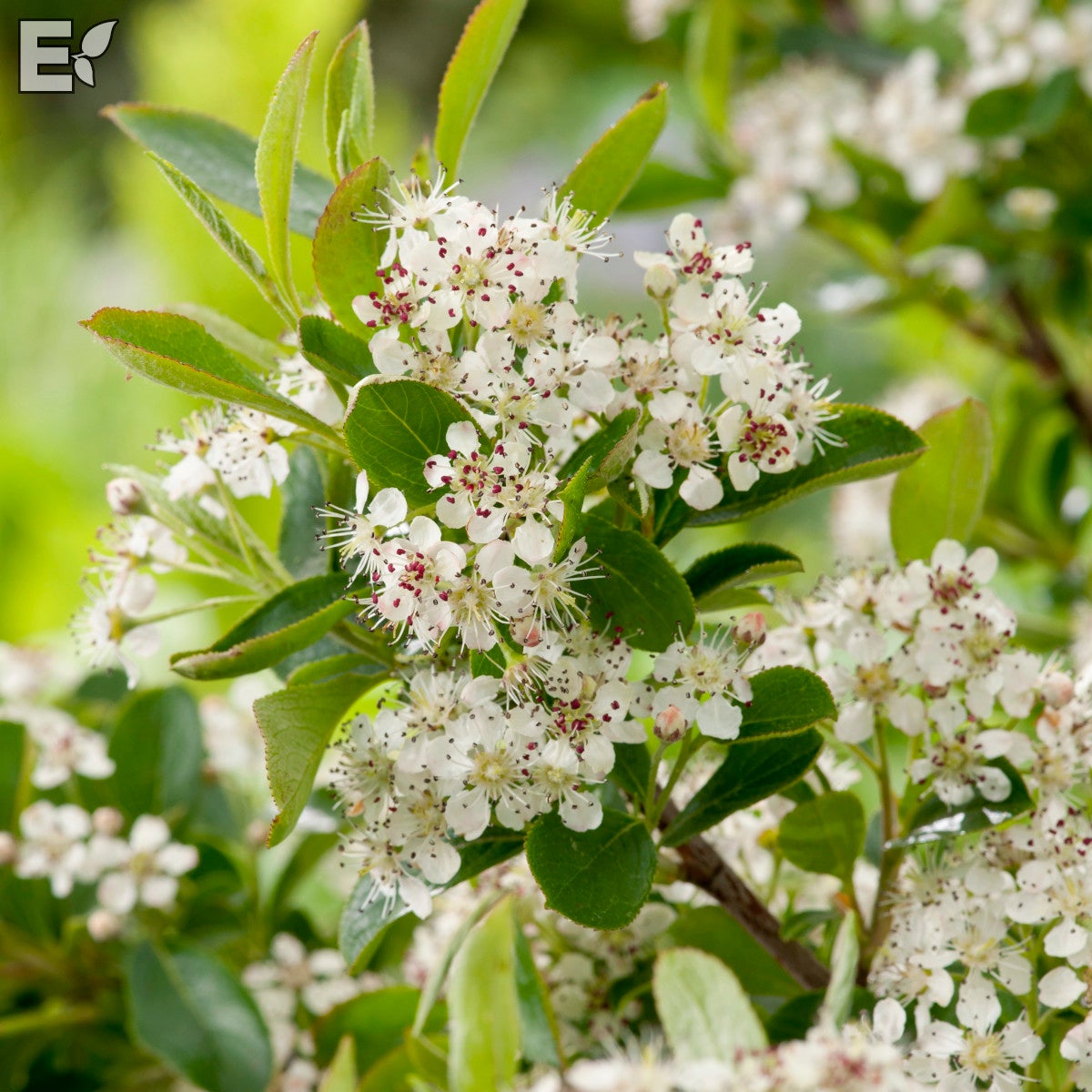 svartaronia Glorie® E