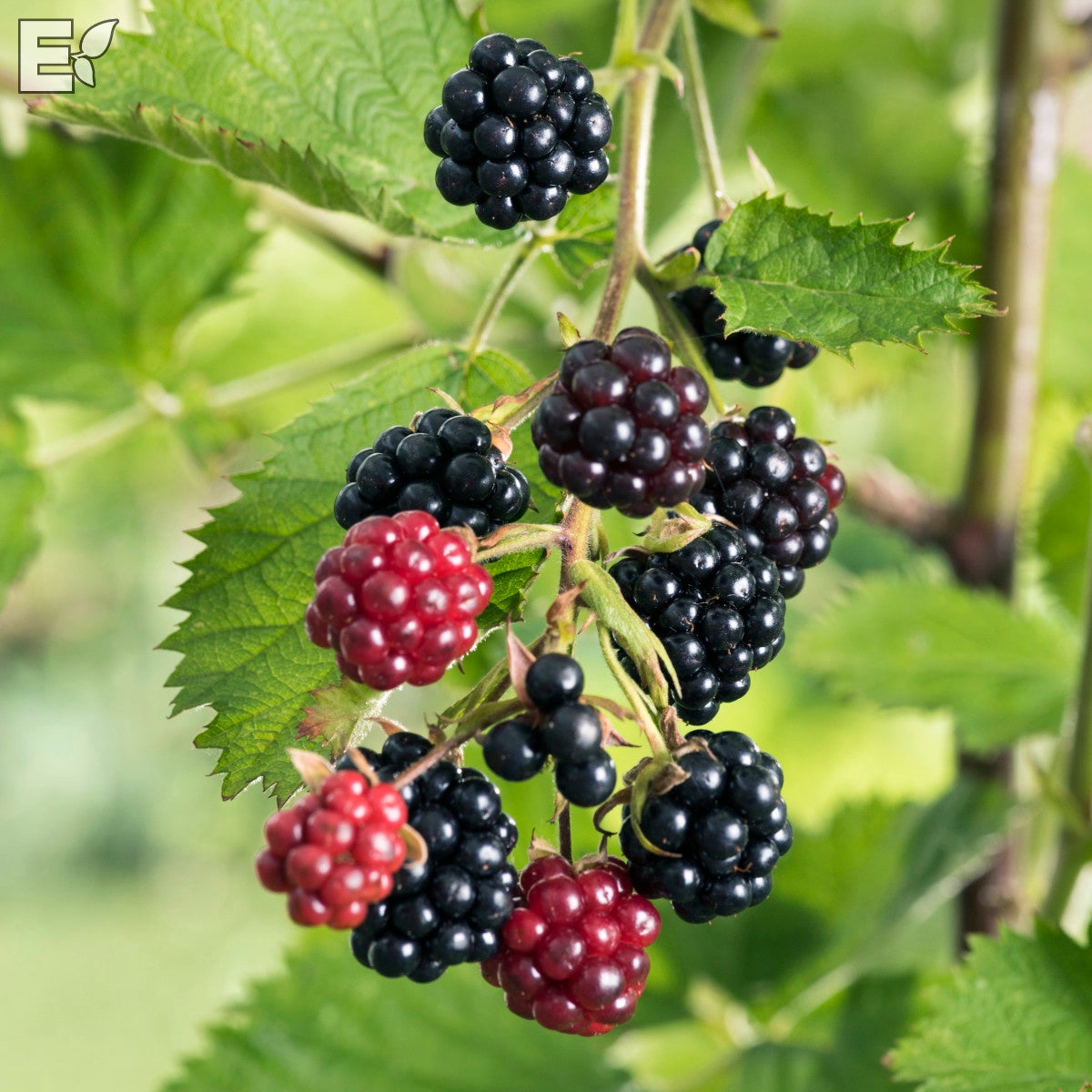 björnbär 'Loch Tay'PBR E