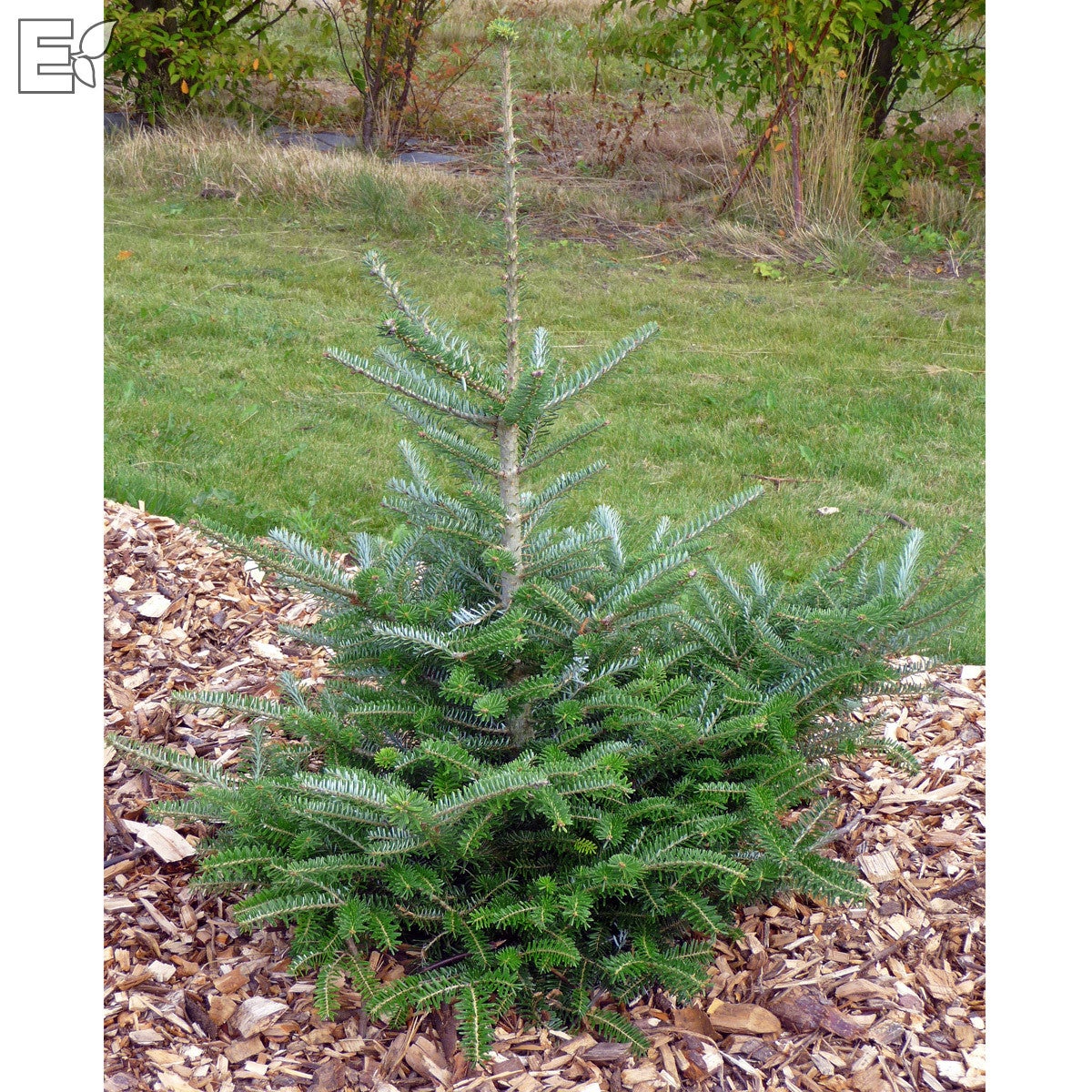 koreagran fk Ultuna E