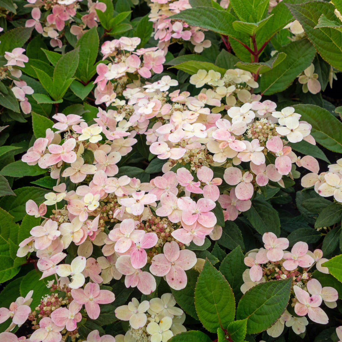 vipphortensia Polestar