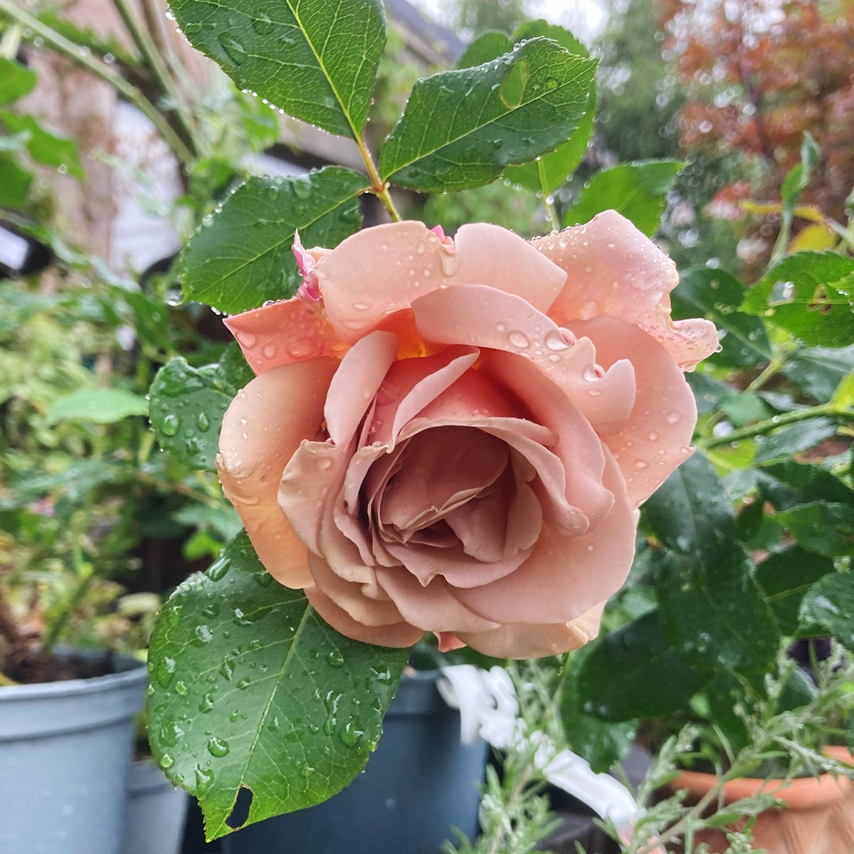 floribundaros Koko Loko
