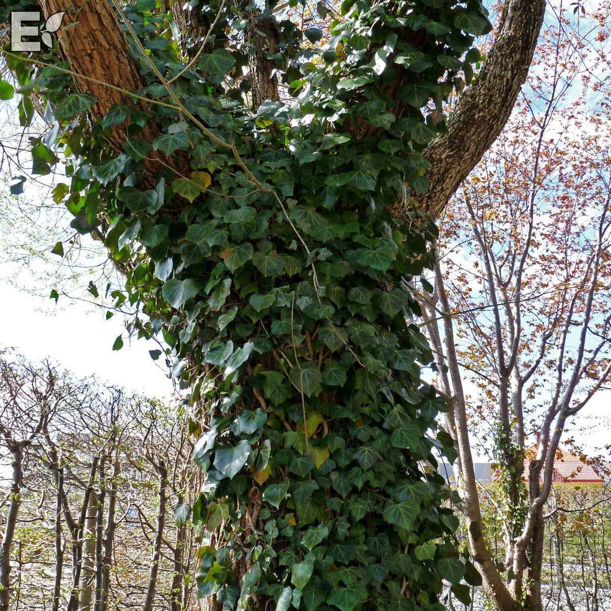 murgröna Hymn® E ('Edvard'PBR)