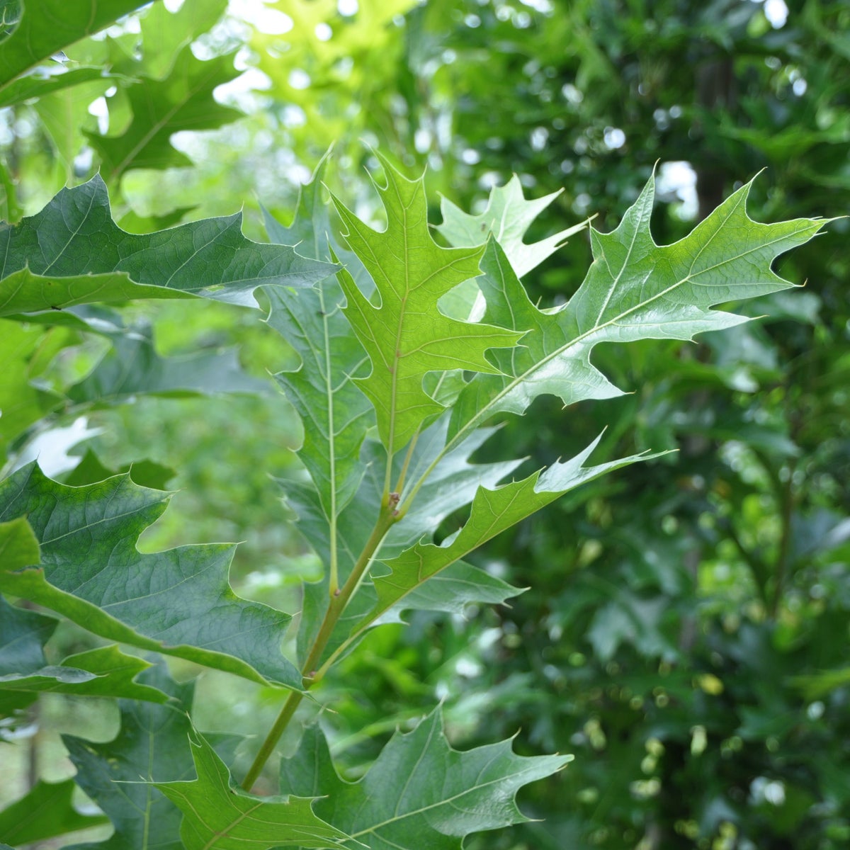 kärrek Green Pillar
