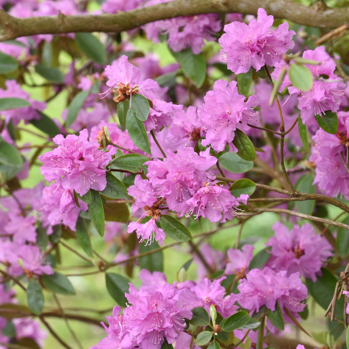 minus-alpros 'Peter John Mezitt'