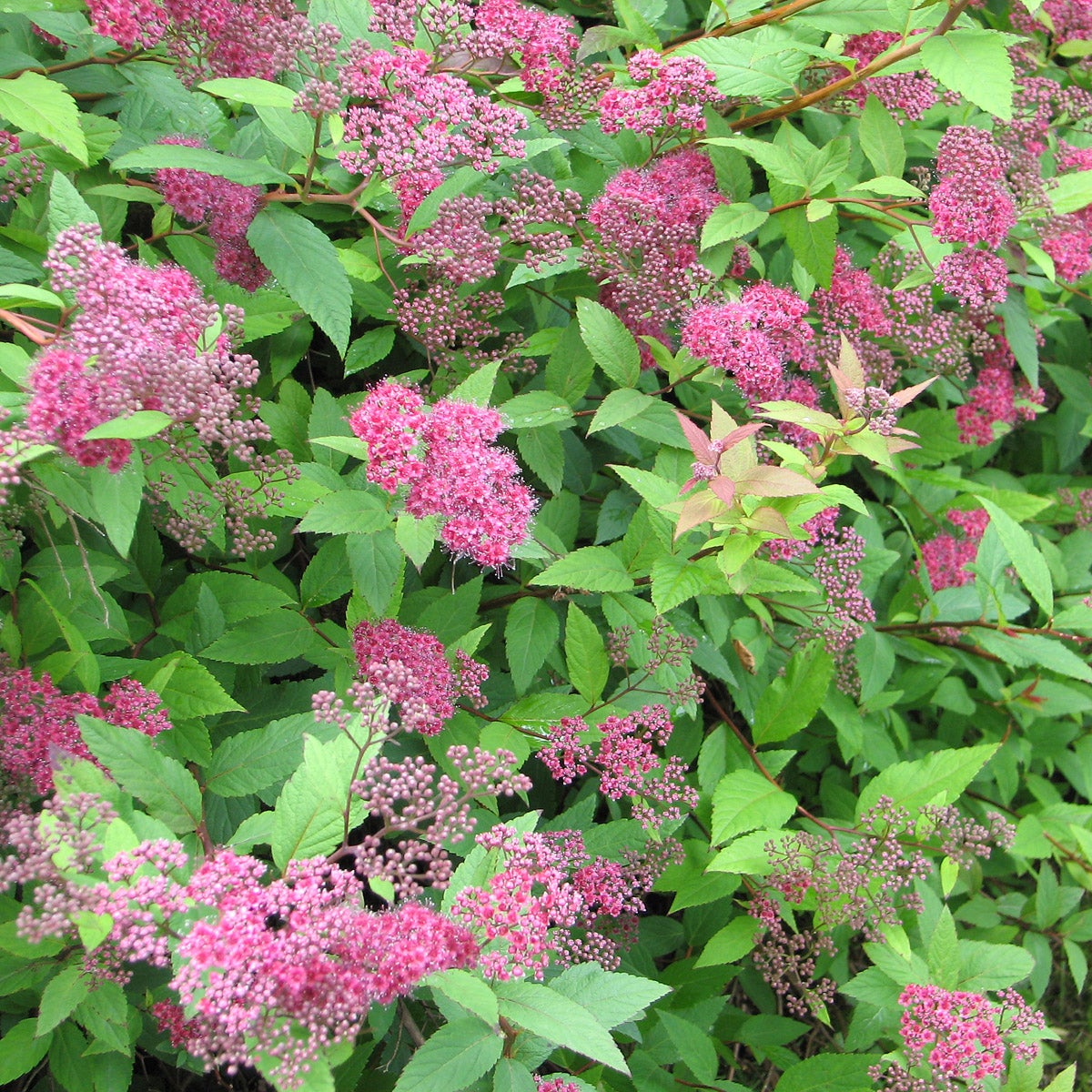 praktspirea 'Froebelii'