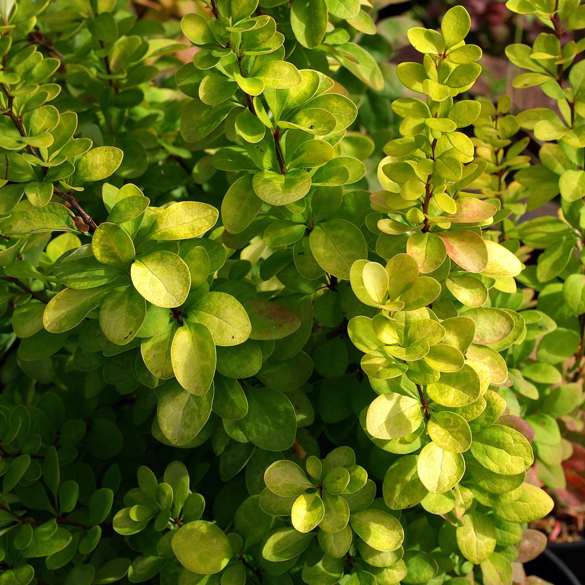 häckberberis 'Golden Rocket'