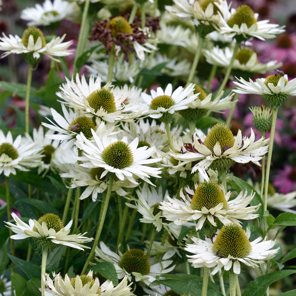 röd solhatt 'Virgin'PBR