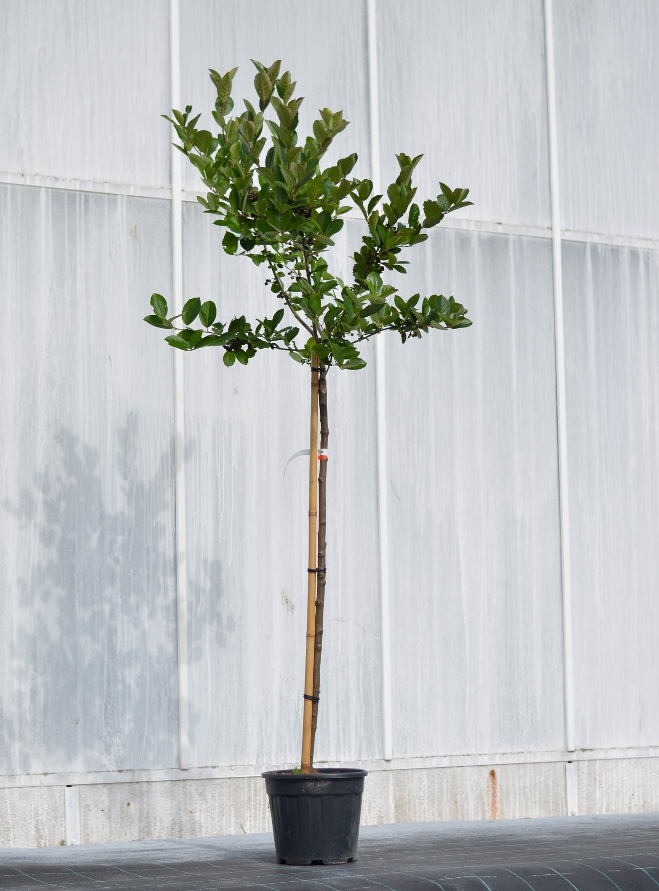 slånaronia 'Aron'