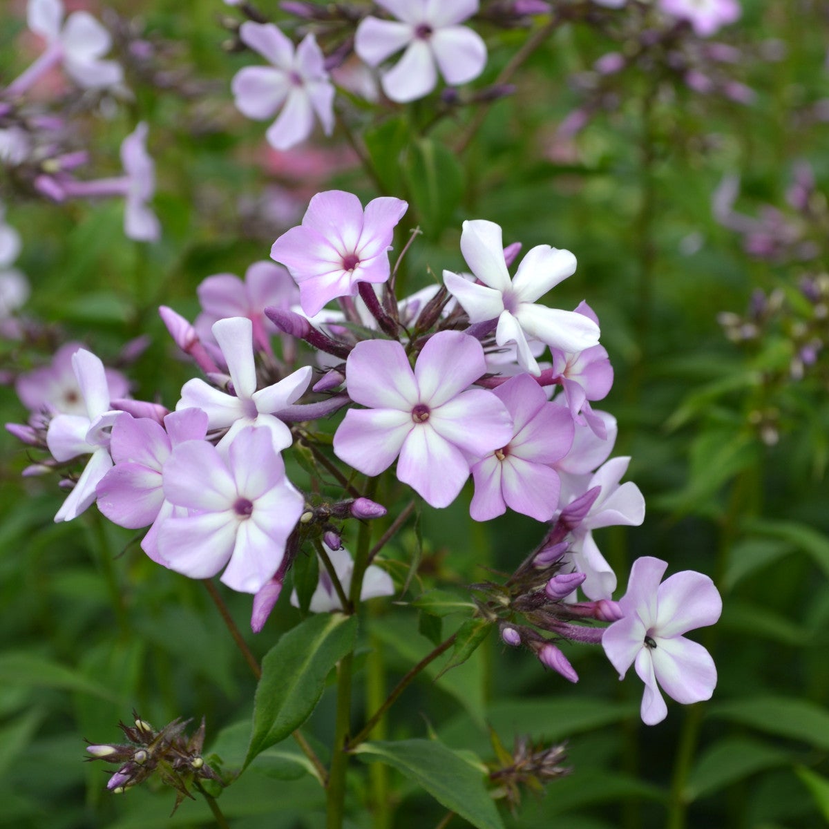 höstflox 'Alma Jansson'