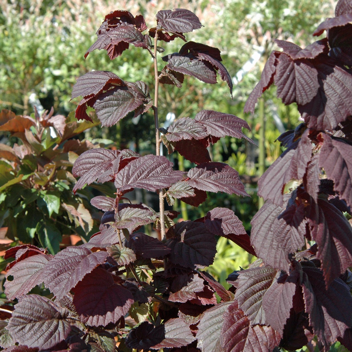 hassel 'Anny's Red Dwarf'
