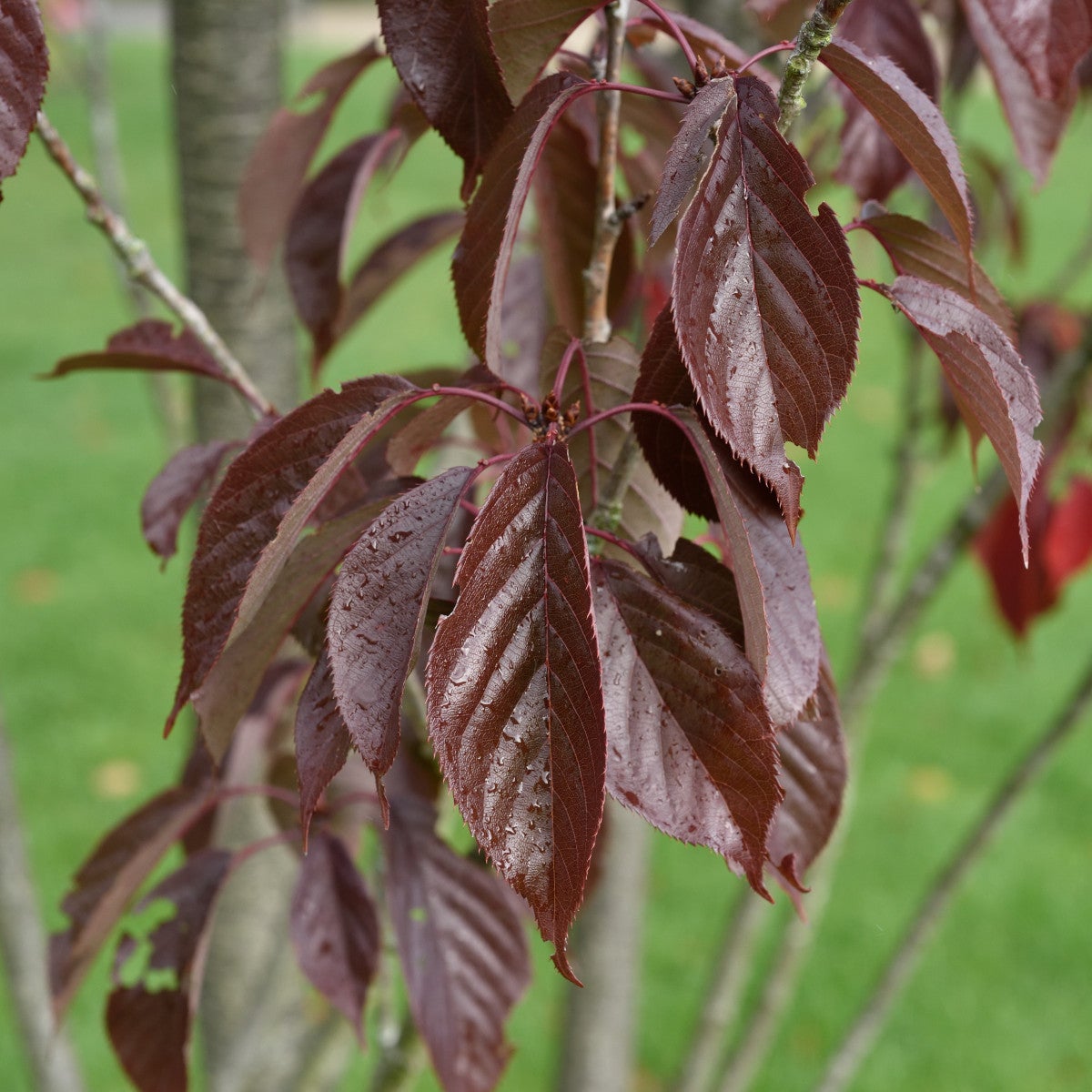 japanskt prydnadskörsbär 'Roy. Burgundy'
