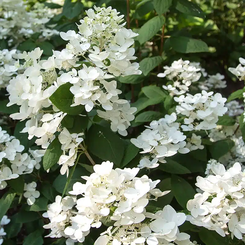 vipphortensia White Diamonds