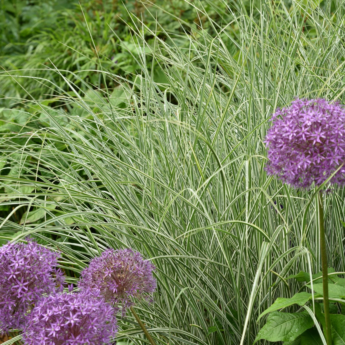 glansmiskantus 'Morning Light'