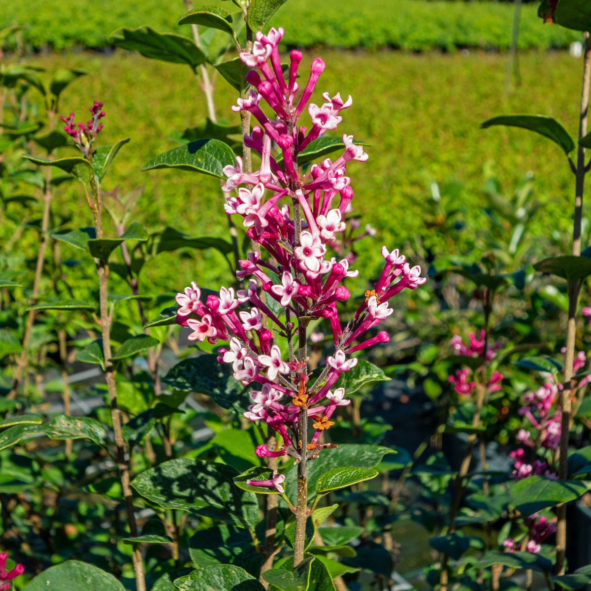 dvärgsyren Tinkerbelle® ('Bailbelle')
