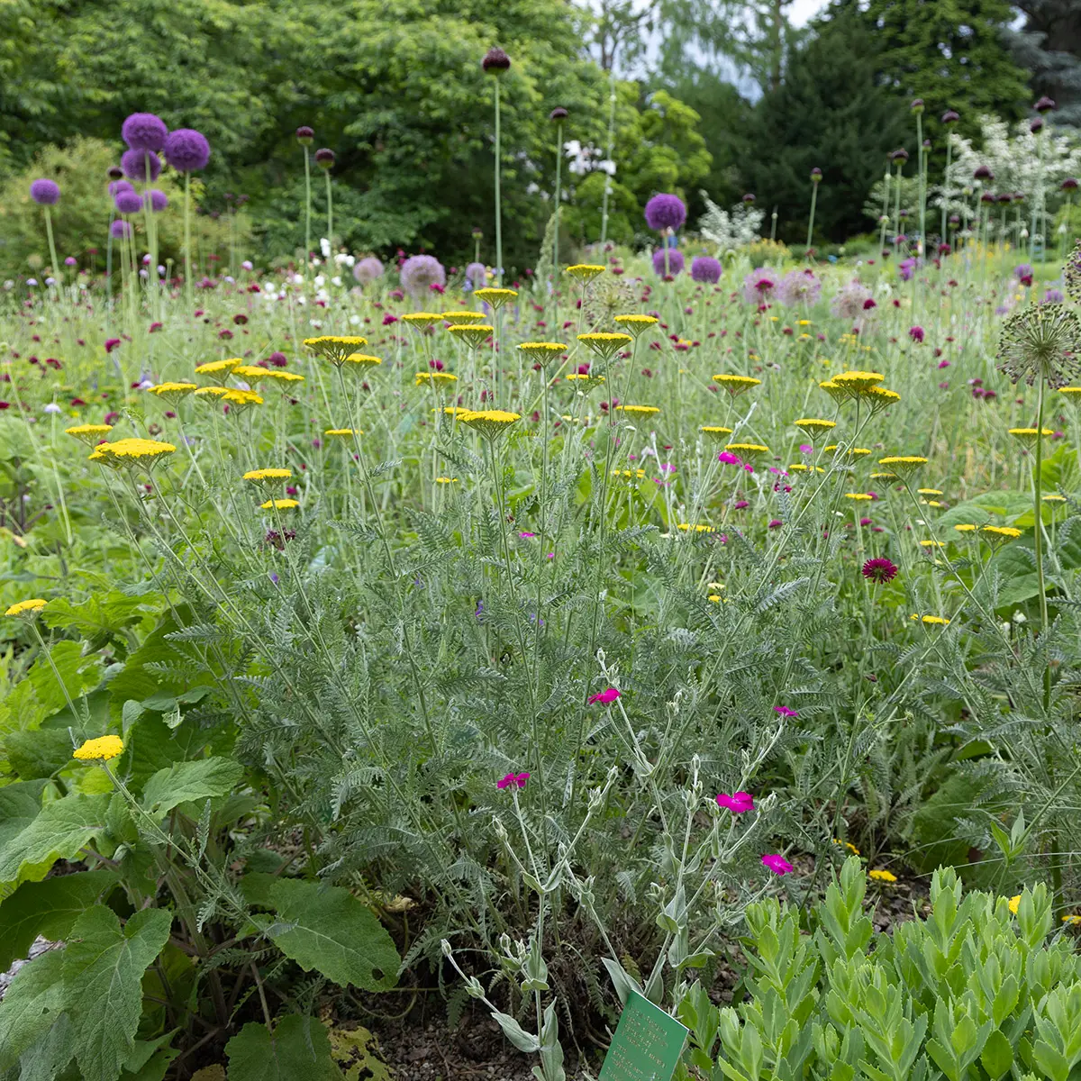 röllika 'Coronation Gold'