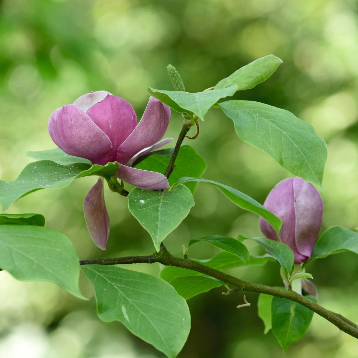 praktmagnolia 'Lennei'