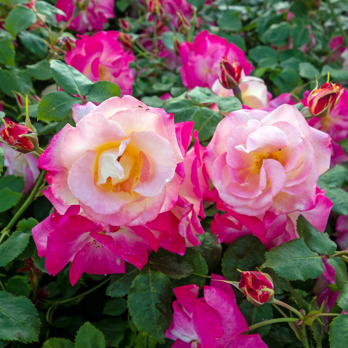 floribundaros Campfire