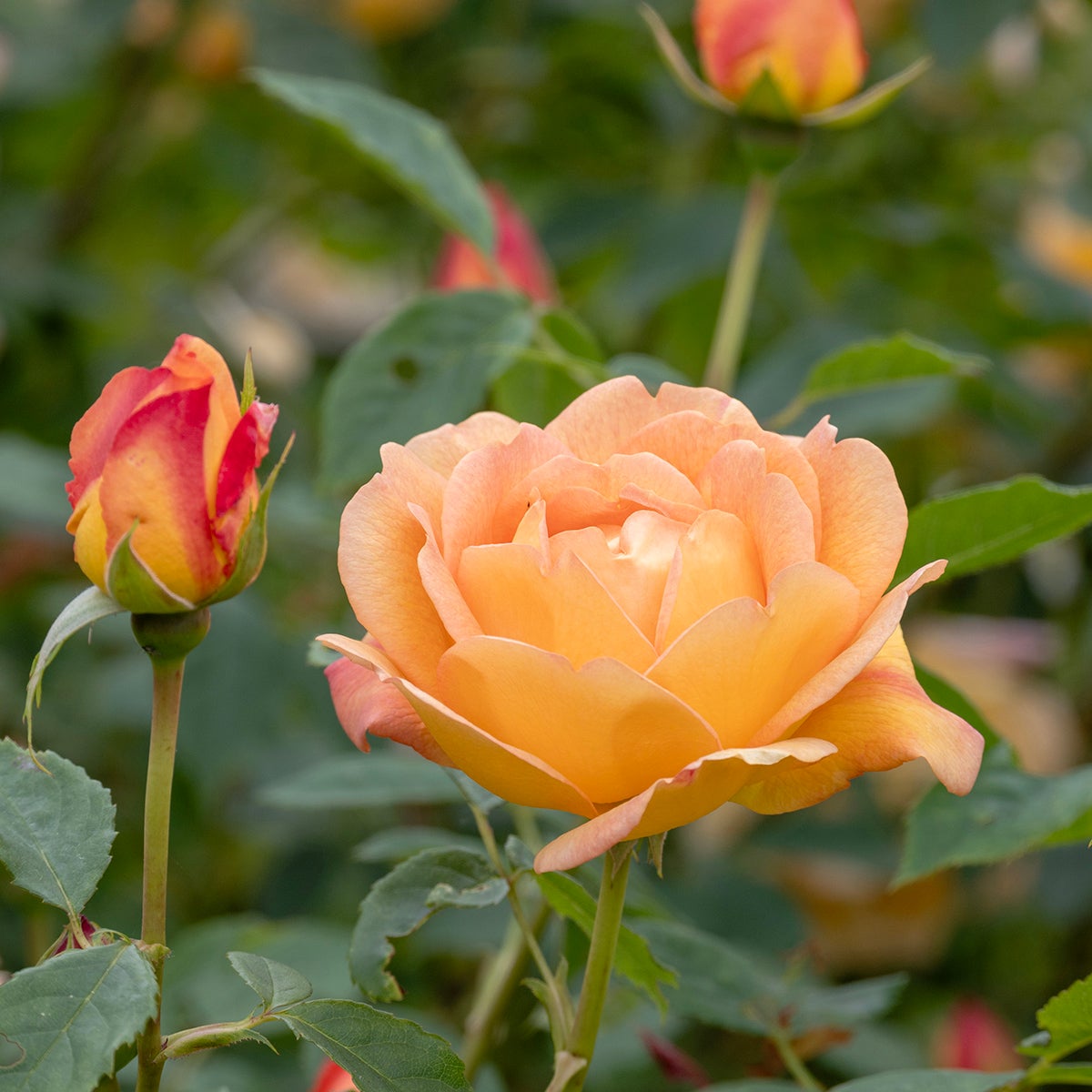 modern buskros Lady of Shalott