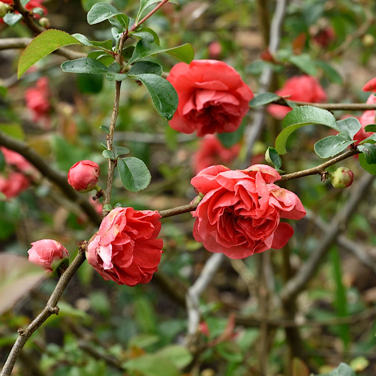 stor rosenkvitten 'Pink Storm'PBR